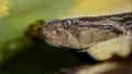 Fer de lance viper in Costa Rica