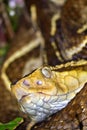 Fer-de-lance Viper, Tropical Rainforest, Costa Rica Royalty Free Stock Photo