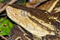 Fer-de-lance Viper, Terciopelo Viper, Bothrops asper, Tropical Rainforest, Costa Rica Royalty Free Stock Photo