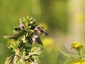 Feral bee on Glechoma hederacea Royalty Free Stock Photo
