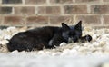 Feral black cat