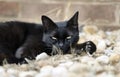 Feral black cat with yellow eyes