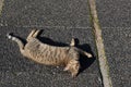 A feral, stray street cat basks in the warm sunshine of a cement sidewalk