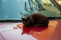 A feral, black, Jerusalem street cat reflected in the shiny surface of a red automobile hood