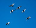 Feral blue pigeons flying overhead in training session for racing on a hot summer day