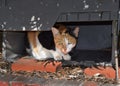Feral Calico Cat in a Box for Shelter