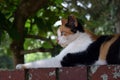 Feral calico cat laying staring off to the left Royalty Free Stock Photo