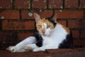 Feral calico laying down staring at me Royalty Free Stock Photo