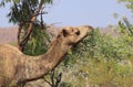 Feral Camel eating in Australian outback