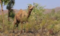 Feral camel feeding in outback Australia