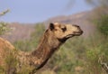 Feral camel head in outback Australia