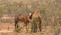 Feral camels grazing on Acacia bushes in outback Australia