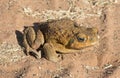 Feral cane toad in outback Queensland Royalty Free Stock Photo