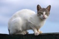 Feral Cat Royalty Free Stock Photo