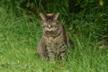 A Feral Cat With Attitude Sits In The Grass Whilst on The Hunt