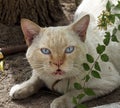 Feral Cat With Blue Eyes