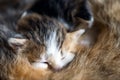 A feral cat feeds the kittens. Little two-week kittens suck milk