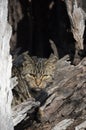 Feral cat