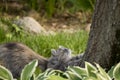 A feral cat looks up a tree