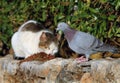 Feral cat and pigeon feeding. Majorca, Palma Nova, Spain.