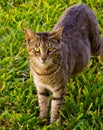 Feral cat