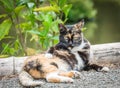 Feral cat spacing out Royalty Free Stock Photo