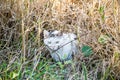 Feral Cat in Wetland Marsh