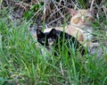 Feral Cats Felis catus