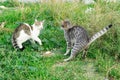 Feral cats fighting in nature