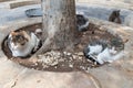 Feral cats find a resting spot in the dirt beneath a tree in the center of Jerusalem, Israel Royalty Free Stock Photo
