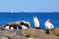 Feral cats at the sea shore