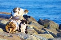 Feral cats at the sea shore