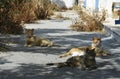 Feral cats