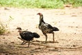 Feral Chickens