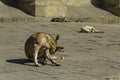 Feral dog on the streets of Oaxaca Mexico