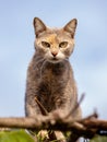 Feral domestic cat