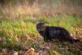 feral domestic dirty shaggy tabby cat on autumn leaves covered ground