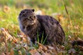 feral domestic dirty shaggy tabby cat on autumn leaves covered ground