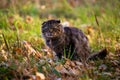 feral domestic dirty shaggy tabby cat on autumn leaves covered ground