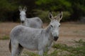 Feral Donkeys