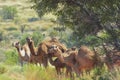 Feral dromedary camels