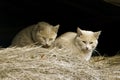 Feral Farm Cats Royalty Free Stock Photo