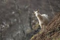 Feral goat, billy, nannay, kid foraging, grazing on a rocky slope in Cairngorm national park, scotland during winter in february.