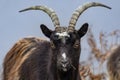 Feral Goat - Highlands of Scotland Royalty Free Stock Photo