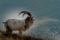 Feral goat