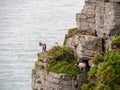 Feral goats clamber over rocky ledges overlooking sea on rugged north Devon coast.