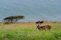 Feral goats graze on precipitous slope overlooking sea on rugged north Devon coast. NB The blue in the photo is waves Royalty Free Stock Photo