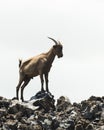 Feral Goats in Hawaii