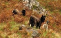 Feral goats, Scotland (Capra aegagrus hircus) Royalty Free Stock Photo