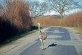 Feral greater rhea (nandu) walking on a country road in northern